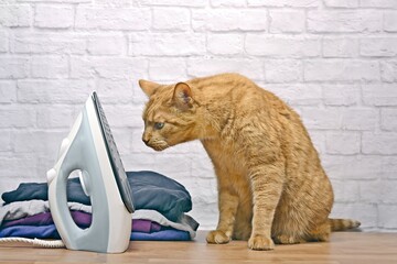 Wall Mural - Funny ginger at looking curious to a flat iron next to the ironing pile on the table.	