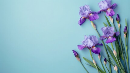 Wall Mural - iris flowers on solid blue background with copy space for text, backdrop mockup template design concept

