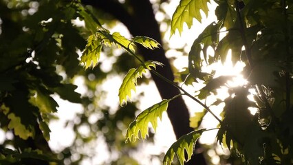 Wall Mural - young oak leaves in the sunlight in the forest