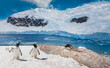 Gentoo Penguins (Pygoscelis papua) and the glacier at Neko Harbor, an inlet of the Antarctic Peninsula on Andvord Bay, Antarctica.