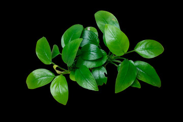 Wall Mural - Top View of Anubias golden clump popular aquatic plants isolated on black background with clipping path