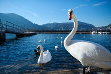 A Couple Of Beautiful White Swans, Swimming On The Lake Of Como With Transparent Clean Water Against Italian Alps Mountains Background