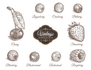 Set of cherry, lingonberry, cranberry, bilberry, blueberry, blackcurrant, redcurrant, raspberry, strawberry in vintage style isolated on white background. Vegetarian organic food. Vector Illustration.