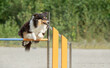 Rough Collie jumps over an agility hurdle on a dog agility course