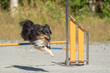 Shetland Sheepdog jumps over an agility hurdle on a dog agility course