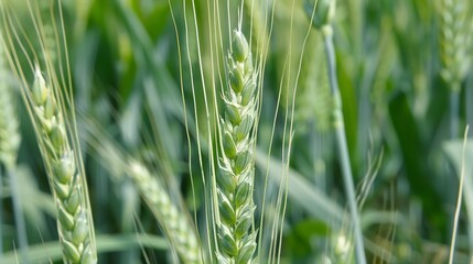 Poster - Close up of wheat breeding trials, focus on ear of wheat, controlled environment, research purpose