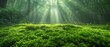 Panoramic view of a mossy landscape under soft sunlight, providing a calming and beautiful green wallpaper option