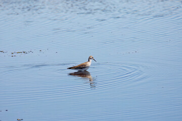 Wall Mural - Greater Yellowlegs
(Tringa melanoleuca) on the river 