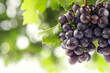 A cluster of ripe grapes hanging from the vine in a sun-drenched vineyard, isolated on solid white background.