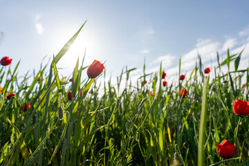 a field of red flowers with a bright blue sky in the background. the sun is shining brightly, making