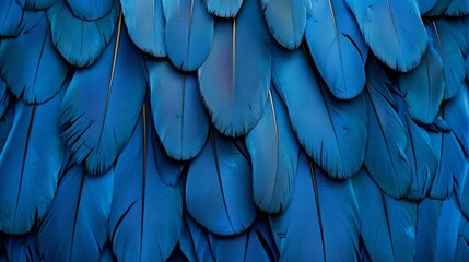   A tight shot of a blue bird's enlarged, vividly blue feathers with yellow tips