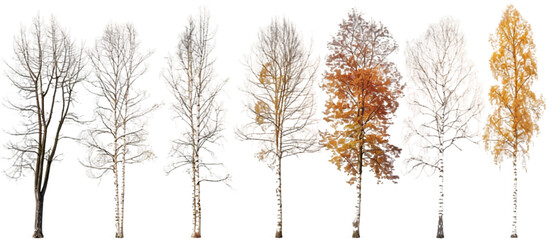 Wall Mural - Different birch trees PNG transparent background