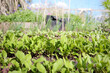 Rows of arugula seedling in garden with defocused plant rows. Many astro and franchi arugula plants before thinning out. Also known as rocket salad, roquette or rugula. Selective focus on center row.