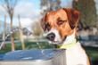 Curious dog with water fountain from public drink water dispenser. Cute puppy dog standing behind and looking at water stream. Summer cooling down. Female, Harrier mix dog. Selective focus on nose.