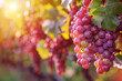 A cluster of ripe grapes hanging from the vine in a sun-drenched vineyard, isolated on solid white background.