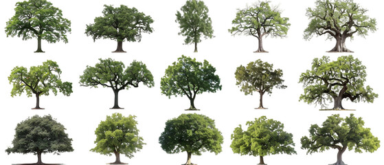 Wall Mural - Trees isolated on white PNG transparent background