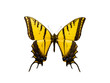 Papilio multicaudata pusillus isolated on white background