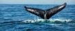 Whale watching cruise for a memorable encounter with majestic marine life , professional photography and light