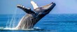Whale watching cruise for a memorable encounter with majestic marine life , professional photography and light