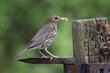 A close up of a song thrush, Turdus philomelos, as it stands on an old metal gate bracket. It has food in its beak and the natural out of focus background has space for text