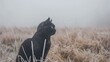   A black cat seated in a field, surrounded by tall grass in the foreground and enshrouded in foggy background