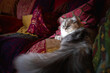 ソファに座っている長毛種の白いネコのポートレート- シルバーコートのペルシャ / チンチラ