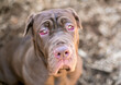 A purebred Neapolitan Mastiff dog with ectropion in its eyes and a sad expression