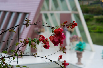 Pink bougainvillea flowers by the trees in Green Fantasy Forest, Miaoli County Taiwan.