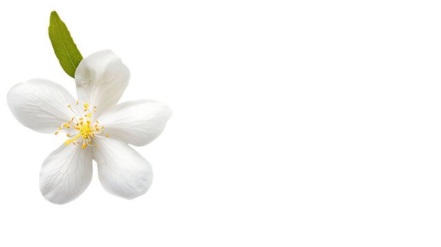 a small white jasmine flower on the left side of an all white background