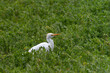 The cattle egret, cattle heron, cattle heron, ox espulgae, African cattle heron or cattle heron (Bubulcus ibis) of the family Ardeidae in the meadow