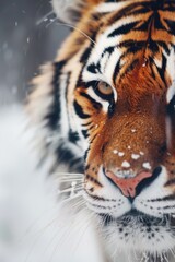 Poster - A close up image of a tiger in the snow. Suitable for wildlife and winter themes