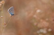 una farfalla comune blu su un fiore in autunno