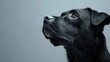 Close up of a black dog looking up. Suitable for pet and animal themes