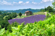 Beautiful route among the hills of Sale San Giovanni village among fields of lavender in bloom and medicinal plants, Langhe region, Piedmont, Italy