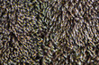Whitetip moss background close up Hedwigia ciliata