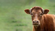 Cow with horns down, with a good face, redhead with copy space looking at camera