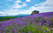 Lavender field in bloom near the village of Sale San Giovanni, Langhe region, Piedmont, Italy