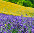 Lavender and helichrysum fields, Sale San Giovanni, Piedmont, Italy