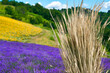 Lavender and cereal, Sale San Giovanni, Piedmont, Italy