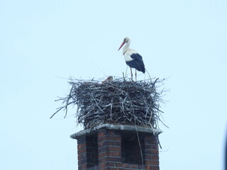 white stork in the nest