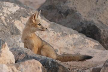 Wall Mural - A Kit Fox cub sits among the boulders that surround its den, looking back over its shoulder towards the soft light from the western horizon after sunset. 