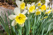 Yellow and white daffodils outdoors on a bright sunny day