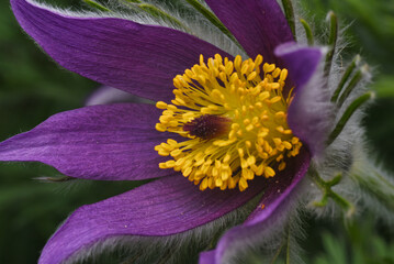 Sticker - purple and yellow flower