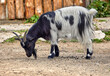  a young goat with variegated horns.