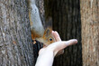 Red squirrel takes a nut out of a human hand. Feeding wild animals in a spring park