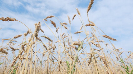 Wheat on the field and blue white cloudy sky. Organic wheat field sunlight. Yellow wheat against blue sky. Low angle view.