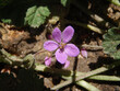 Forchetta (Erodium cicutarium)