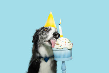 Wall Mural - Portrait border collie dog celerbating birthday or anniversary with a colorful cup cake. Isolated on blue pastel background