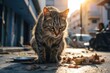 stray cat sitting on the street