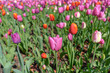 Pink blooming tulips in spring. Abstract natural background.